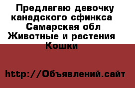 Предлагаю девочку канадского сфинкса - Самарская обл. Животные и растения » Кошки   